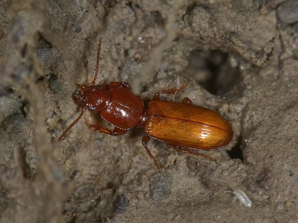 Clivina collaris (cf.) immature